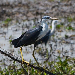 Pied heron