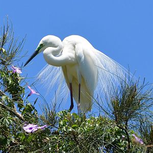 Little egret