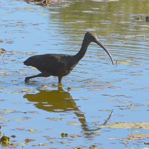 Glossy ibis