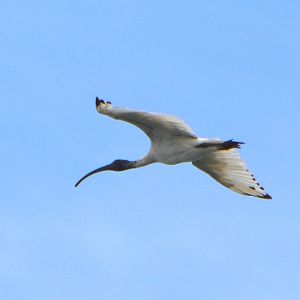 White ibis