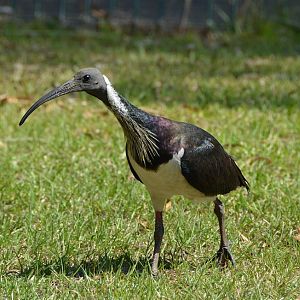 Straw-necked ibis