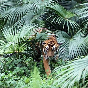 South China tiger emerging from the bush