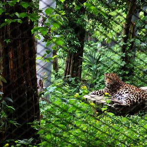 Leopard in its exhibit