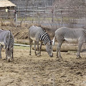 A trio of zebras
