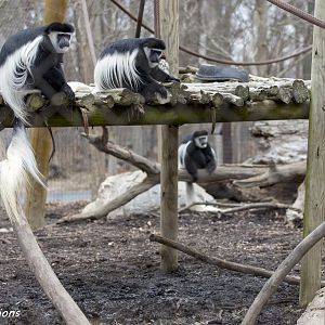 Colobus monkey and red river hog mixed habitat