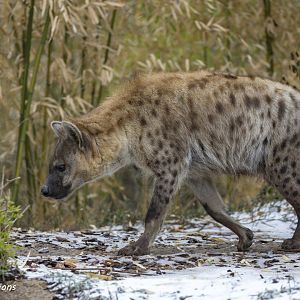 Spotted Hyena