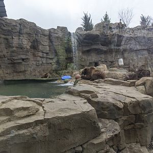 Grizzly Ridge - View through Grizzly Hollow side glass