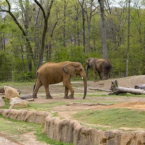 African Elephant Exhibit