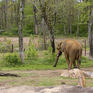 African Elephant Exhibit