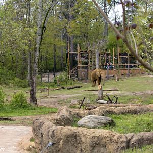 African Elephant yard with giraffe exhibit in the background