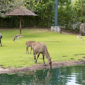 Asian mixed species yard