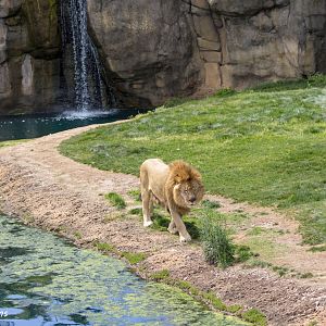 Lion exhibit