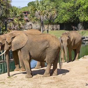 African Elephant Exhibit