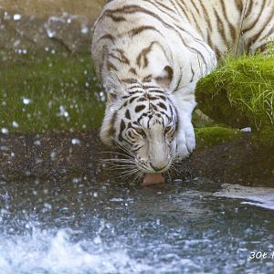 White tiger taking a drink