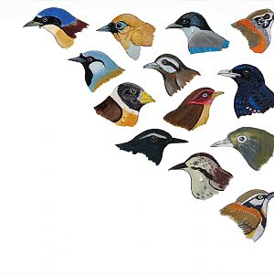 Passerines of the Fasanerie