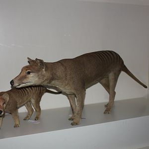 Thylacine (Thylacinus cynocephalus)