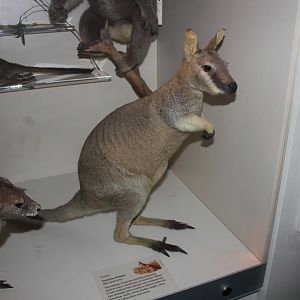 Toolache Wallaby (Macropus greyi)