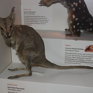 Crescent Nailtail-wallaby (Onychogalea lunata)