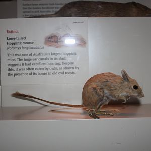 Long-tailed Hopping-mouse (Notomys longicaudatus)