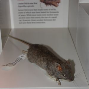 Lesser Stick-nest Rat (Leporillus apicalis)