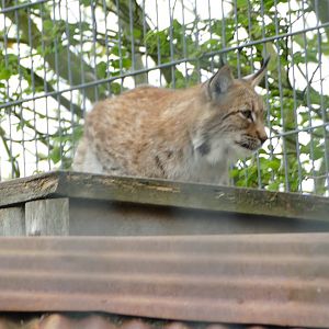 Carpathian Lynx, April 2018