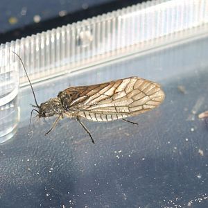 Alderfly - Sialis lutaria