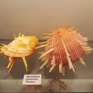 Spondylus pictorum