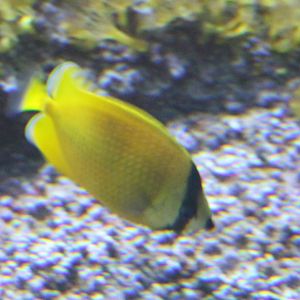 Chaetodon kleinii - Sunburst butterflyfish