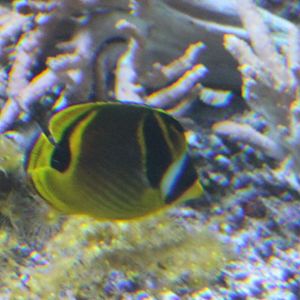 Chaetodon lunula - Raccoon butterflyfish