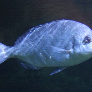 Sea bream-species