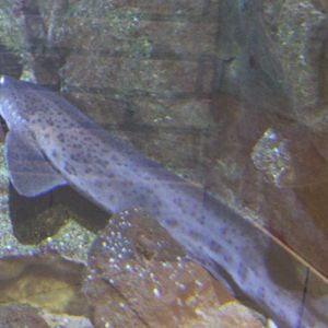 Scyliorhinus stellaris