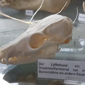 Skull Bat-eared fox