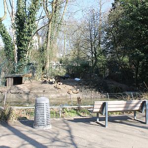 Enclosure Bat-eared fox