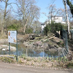 Eurasian otter-enclosure