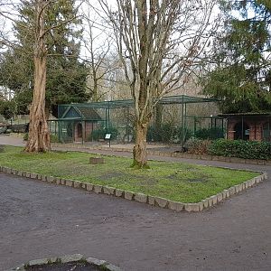 Lovebird - pheasant aviary