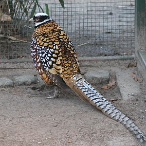 Reeve's pheasant