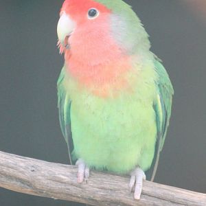 Peach-faced lovebird