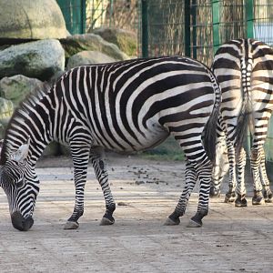Zebras