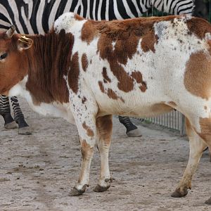 Zebu