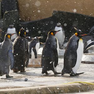 Gentoo (Pygoscelis papua) and King penguins (Aptenodytes patagonicus) enjoying the snow