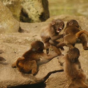 Gelada (Theropithecus gelada) youngsters playing