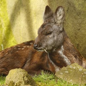 Siberian musk deer (Moschus moschiferus)
