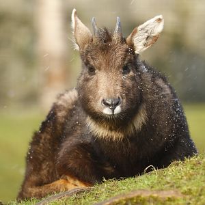 Central Chinese goral (Naemorhedus griseus arnouxianus)