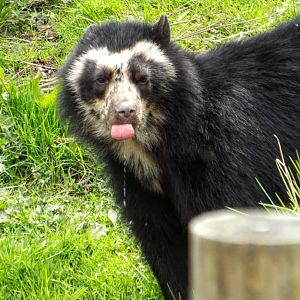 Andean Bear - Chester