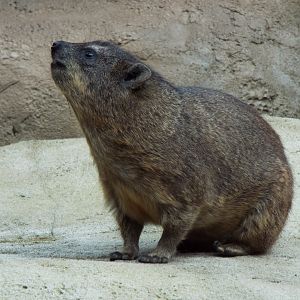 Rock Hyrax - Chester Zoo