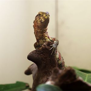 Chinese Crocodile Lizard