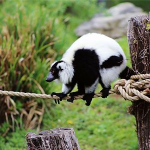 Black-and-white Ruffed Lemur