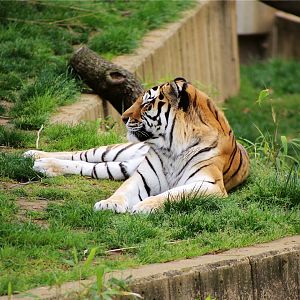 Pavel the Amur Tiger