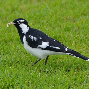 Male mudlark.