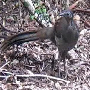 Albert's lyrebird.
